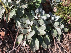 Packera antennariifolia