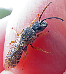 Halictus