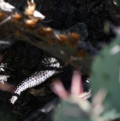 Sceloporus bimaculosus