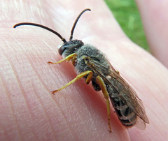 Halictus