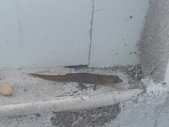 Sphaerodactylus grandisquamis