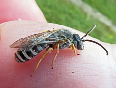 Halictus