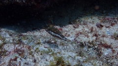 Canthigaster capistrata