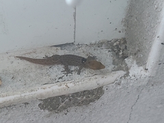 Sphaerodactylus grandisquamis