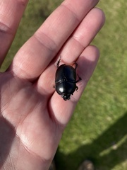 Geotrupes stercorarius