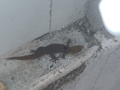 Sphaerodactylus grandisquamis