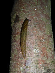 Limacus maculatus