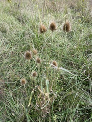 Dipsacus