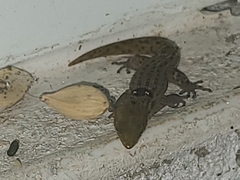 Sphaerodactylus grandisquamis