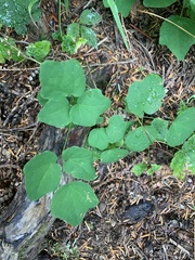 Vancouveria hexandra