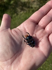 Geotrupes stercorarius