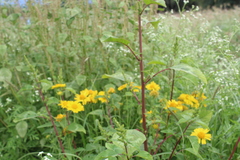 Parthenium bipinnatifidum
