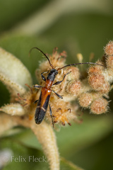 Neocompsa tenuissima