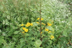 Parthenium bipinnatifidum