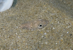 Echiichthys vipera
