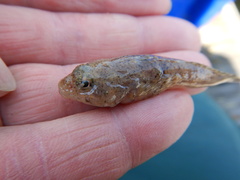 Cottus