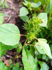 Acalypha alopecuroidea
