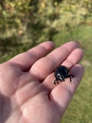 Geotrupes stercorarius
