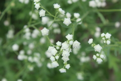 Parthenium bipinnatifidum