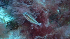 Sparisoma