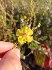 Verbascum sinuatum