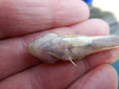 Cottus