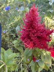 Celosia argentea plumosa