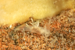 Ancula gibbosa