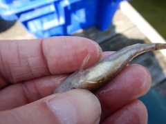 Cottus