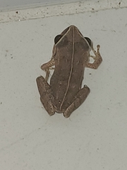 Eleutherodactylus antillensis