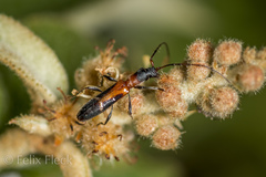 Neocompsa tenuissima