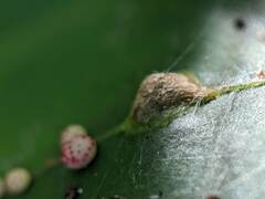 Macrodiplosis majalis