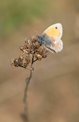 Coenonympha pamphilus