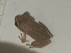 Eleutherodactylus antillensis