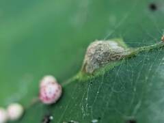 Macrodiplosis majalis