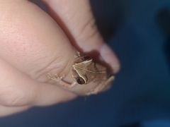 Eleutherodactylus antillensis