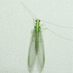 Chrysoperla comanche