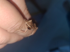 Eleutherodactylus antillensis