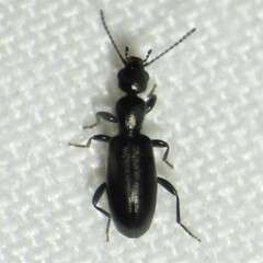 Anthicidae
