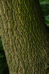 Quercus cerris