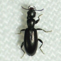 Anthicidae