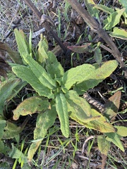 Salvia spathacea