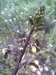 Eulophia cochlearis