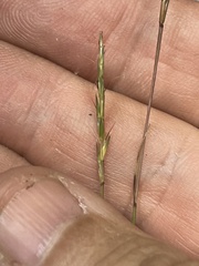 Schizachyrium tenerum