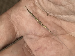 Schizachyrium tenerum