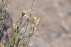 Silene douglasii