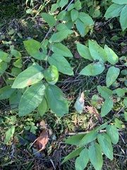 Lonicera morrowii