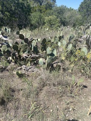 Opuntia orbiculata