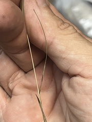 Schizachyrium tenerum