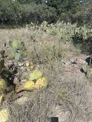 Opuntia orbiculata
